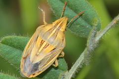 Aelia rostrata