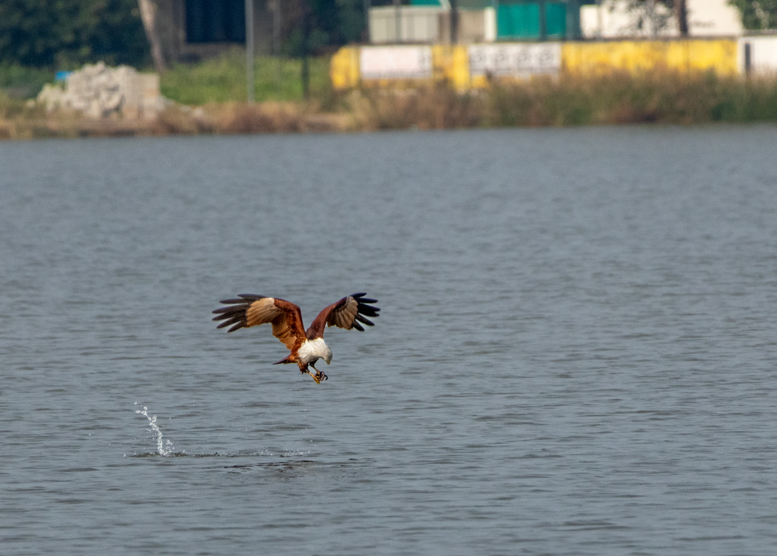 Brahminy Kite (Haliastur indus), photo 8