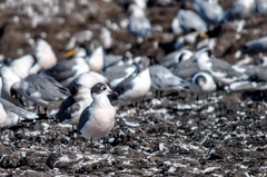 Leucophaeus pipixcan