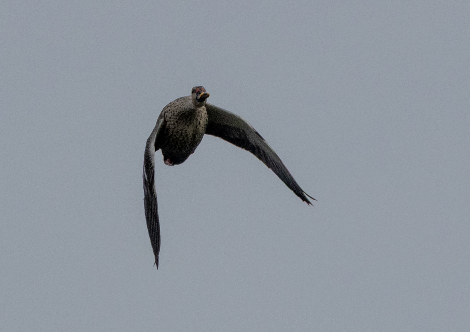 Indian Spot-billed Duck (Anas poecilorhyncha), photo 4