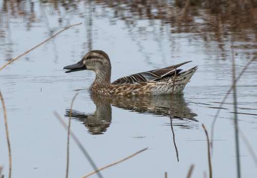 Garganey (Spatula querquedula)