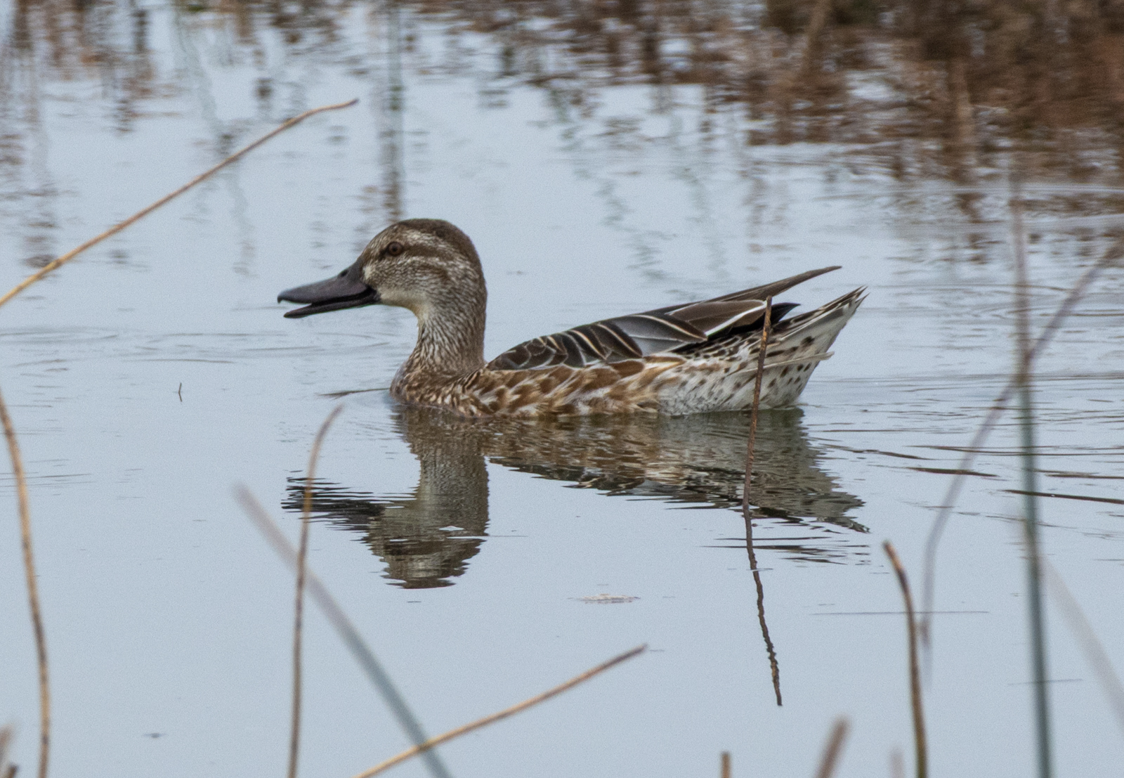 Garganey (Spatula querquedula), photo 1