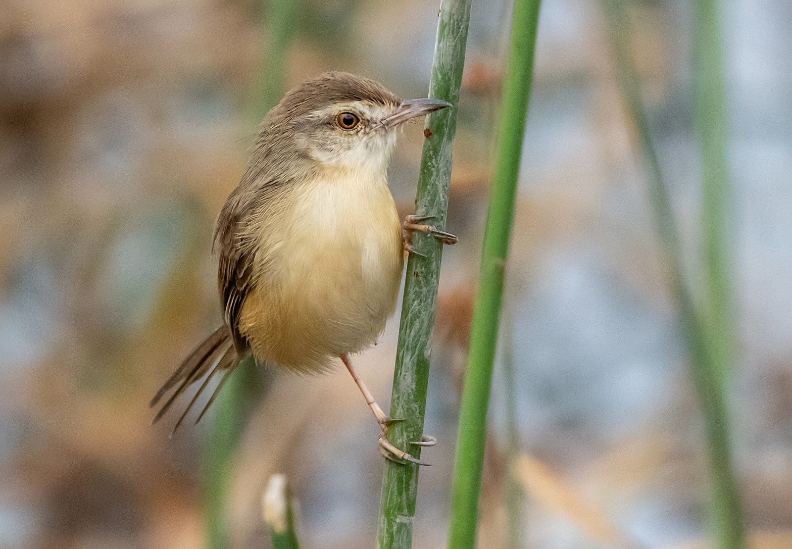 Plain Prinia (Prinia inornata), photo 5