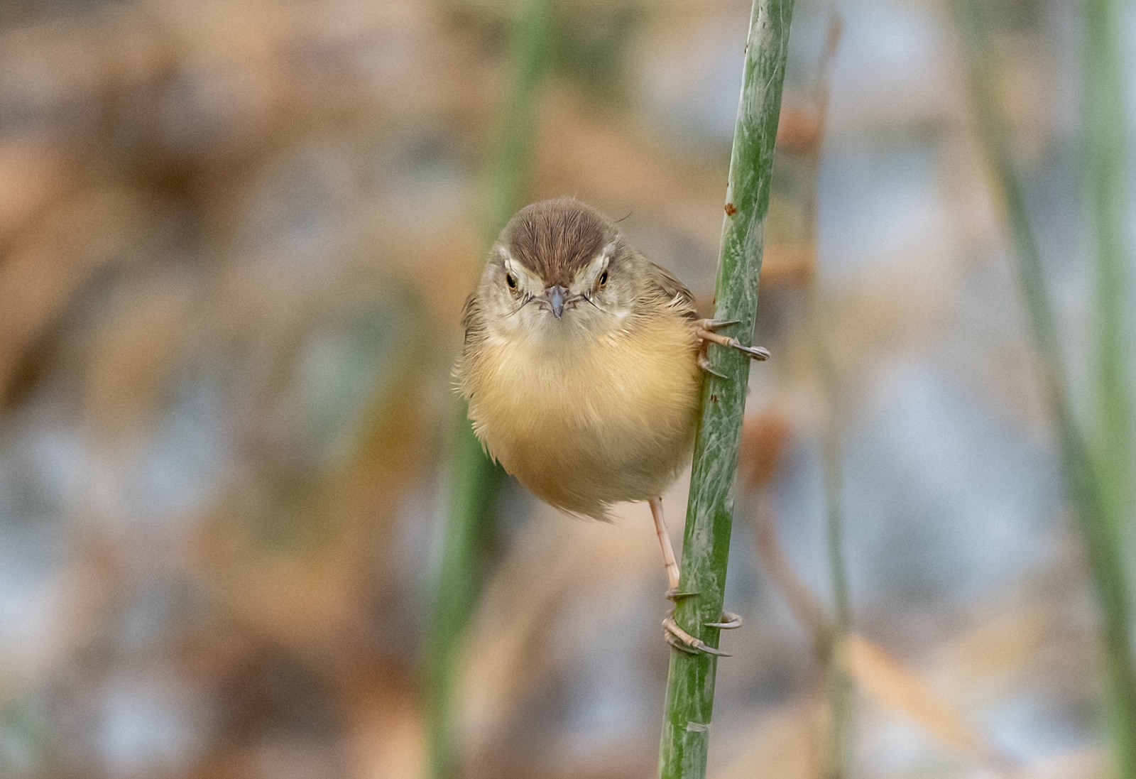 Plain Prinia (Prinia inornata), photo 6