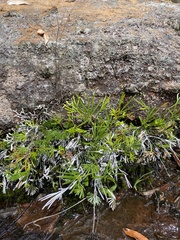 Actiniopteris radiata, photograph (c) migsgreenworld, some rights reserved (CC BY)