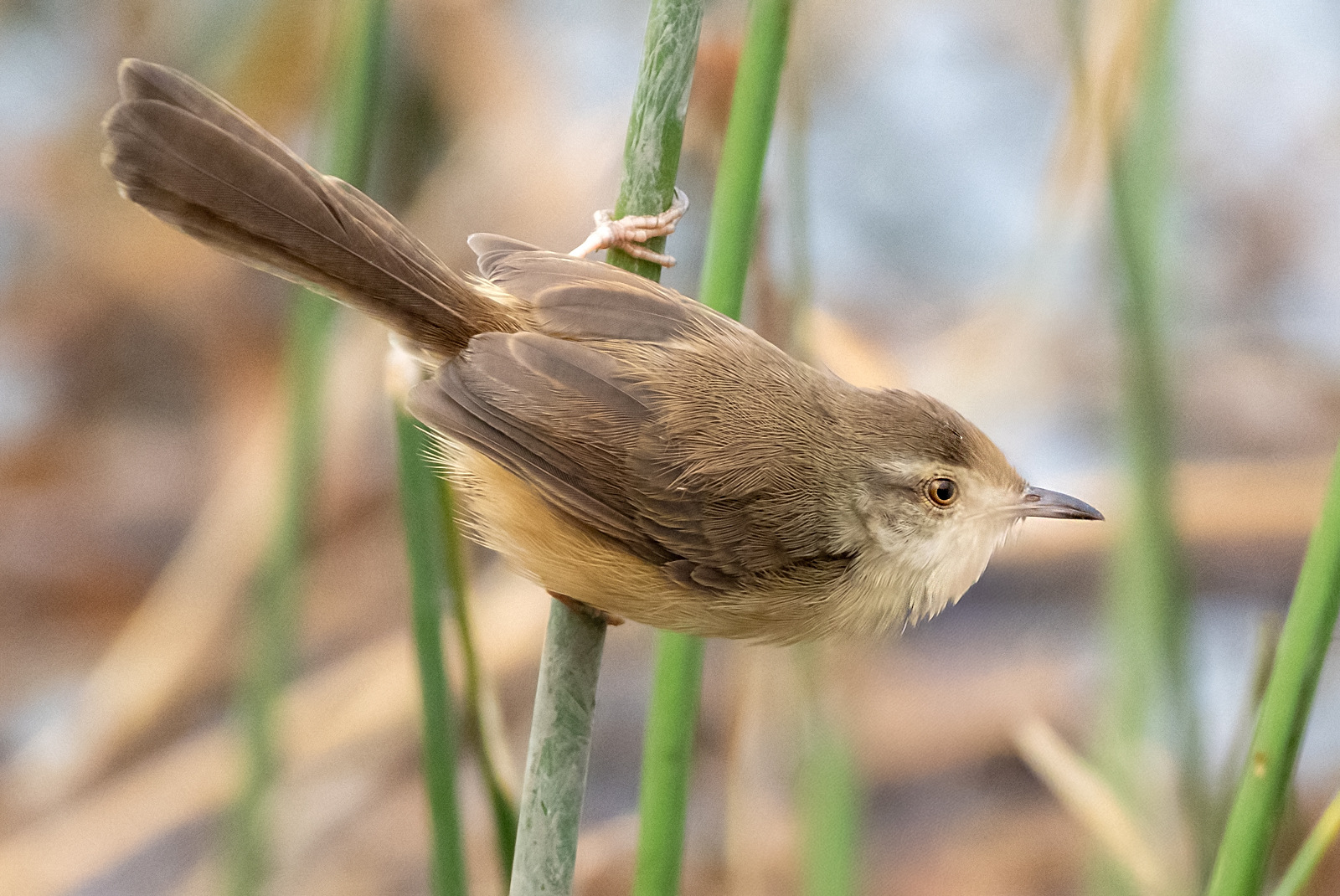 Plain Prinia (Prinia inornata), photo 3