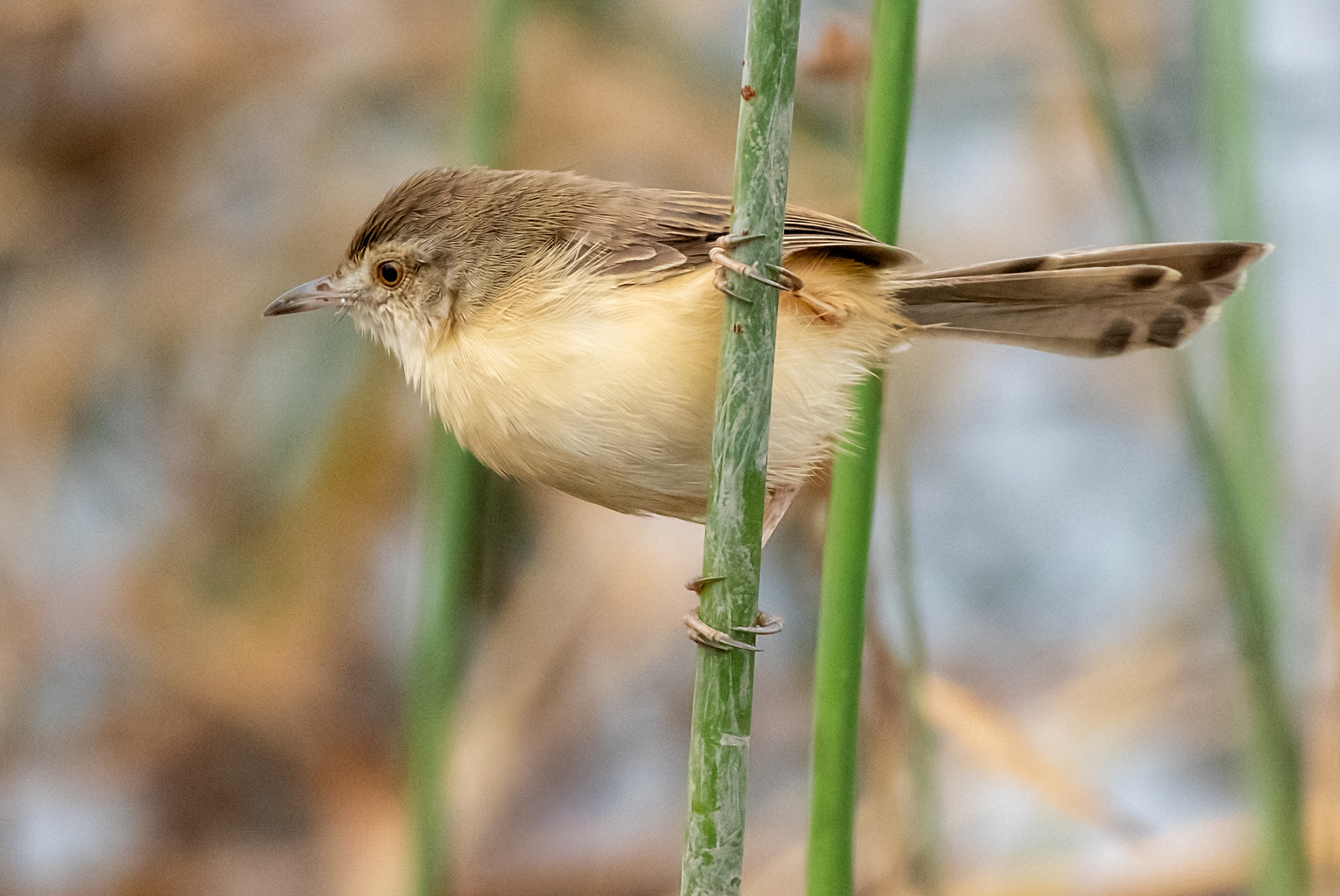 Plain Prinia (Prinia inornata), photo 4
