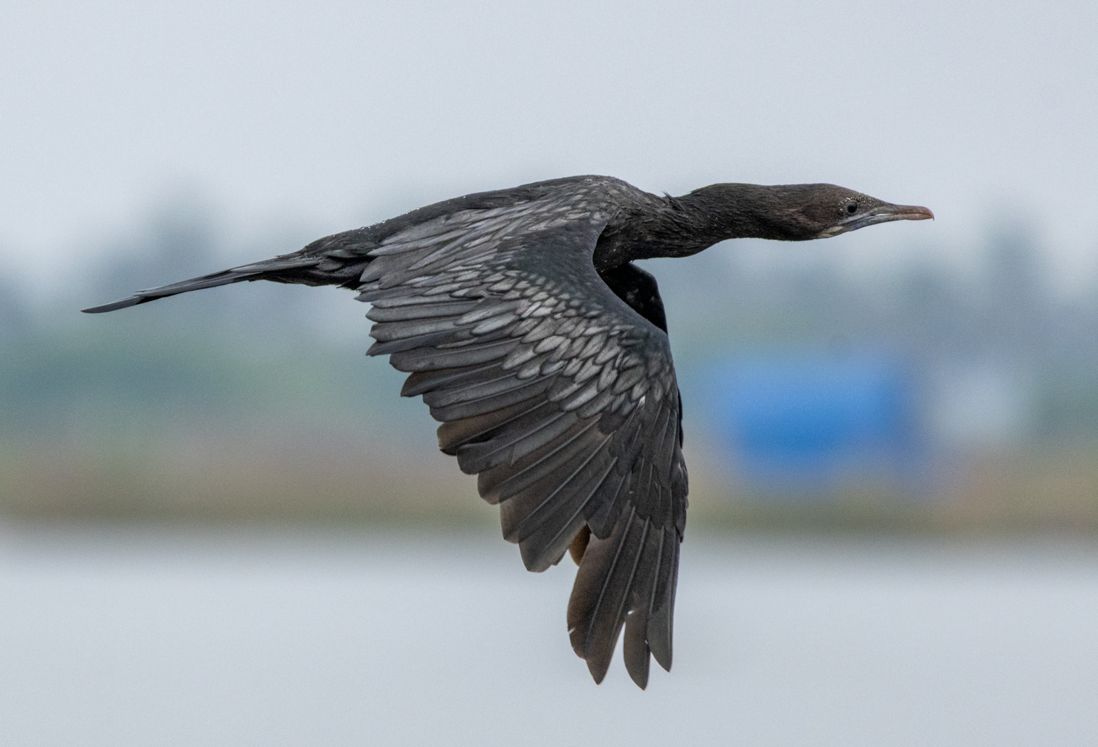 Little Cormorant (Microcarbo niger), photo 10
