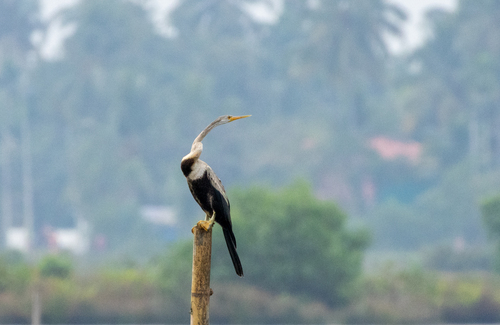 Oriental Darter (Anhinga melanogaster), photo 5