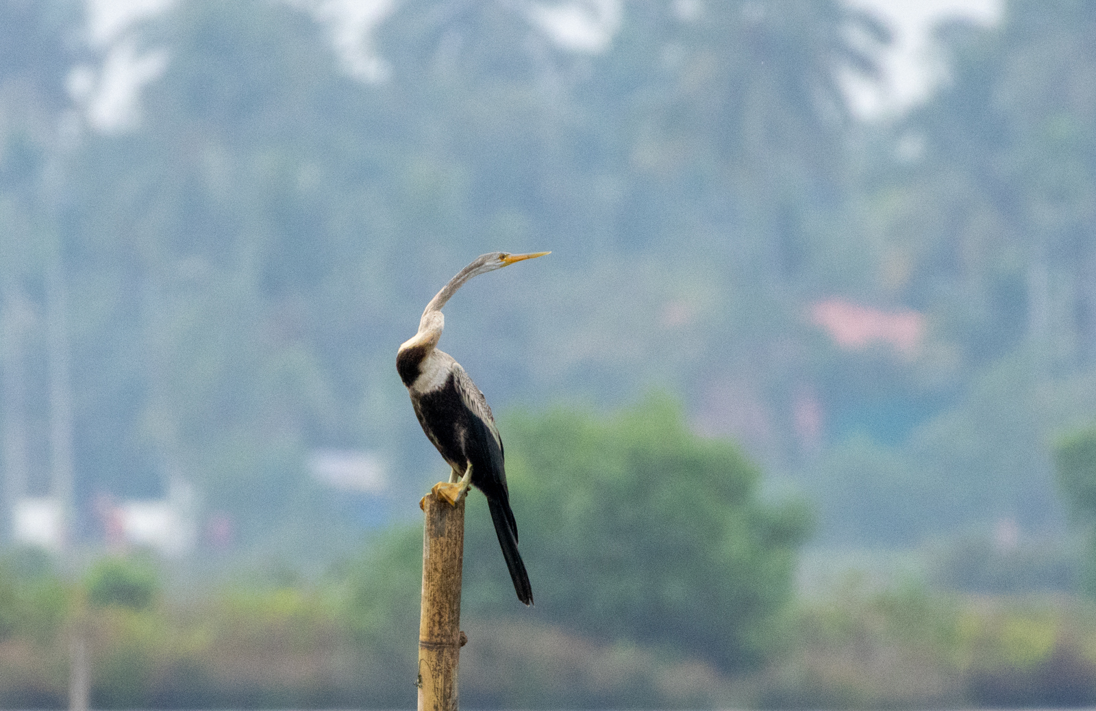 Oriental Darter (Anhinga melanogaster), photo 5