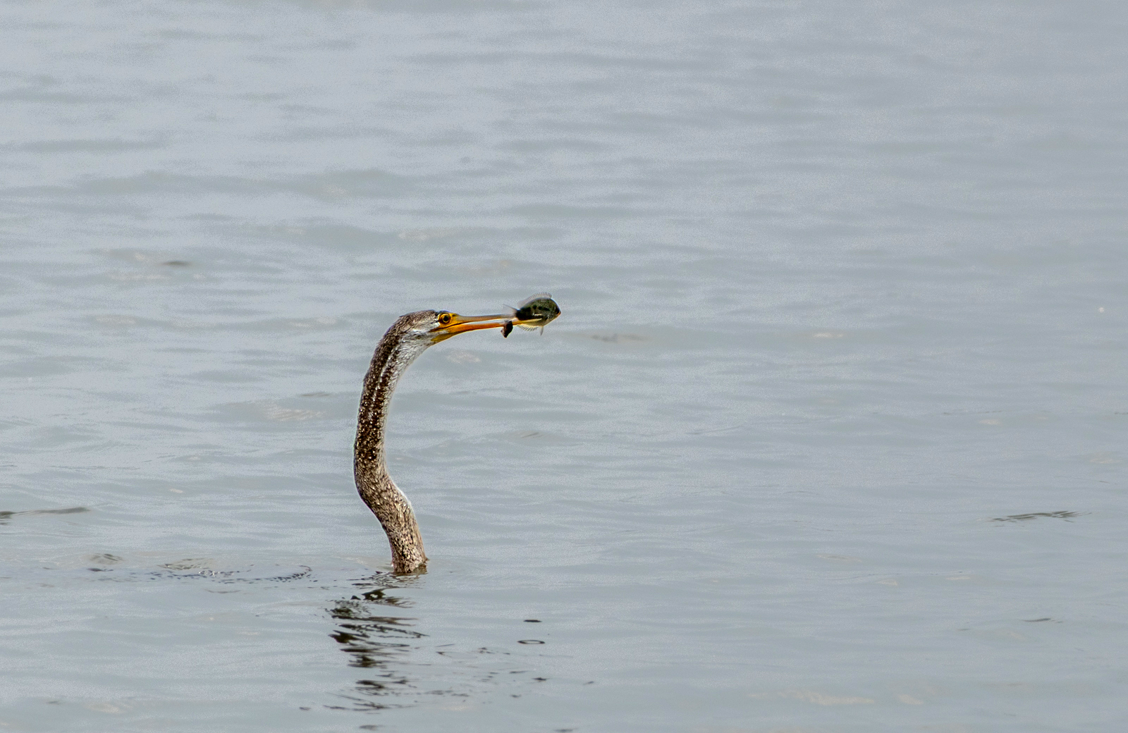 Oriental Darter (Anhinga melanogaster), photo 10