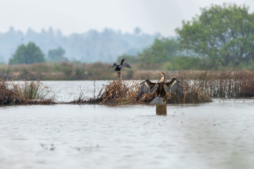Oriental Darter (Anhinga melanogaster), photo 6