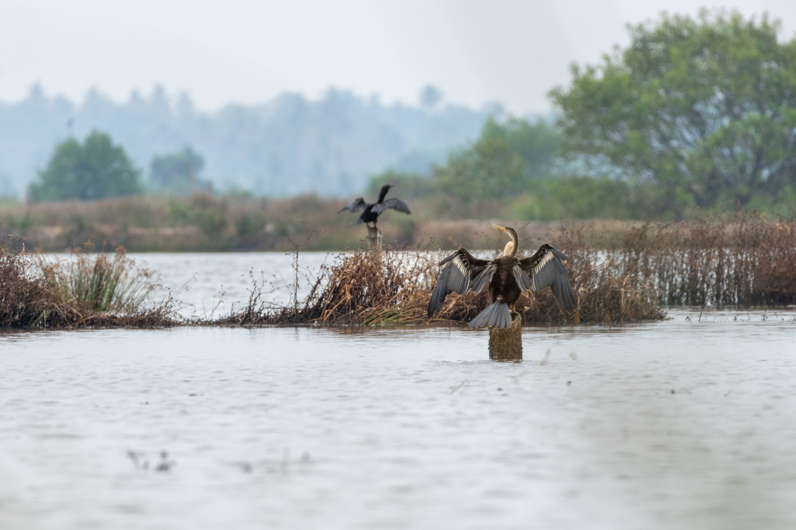 Oriental Darter (Anhinga melanogaster), photo 6
