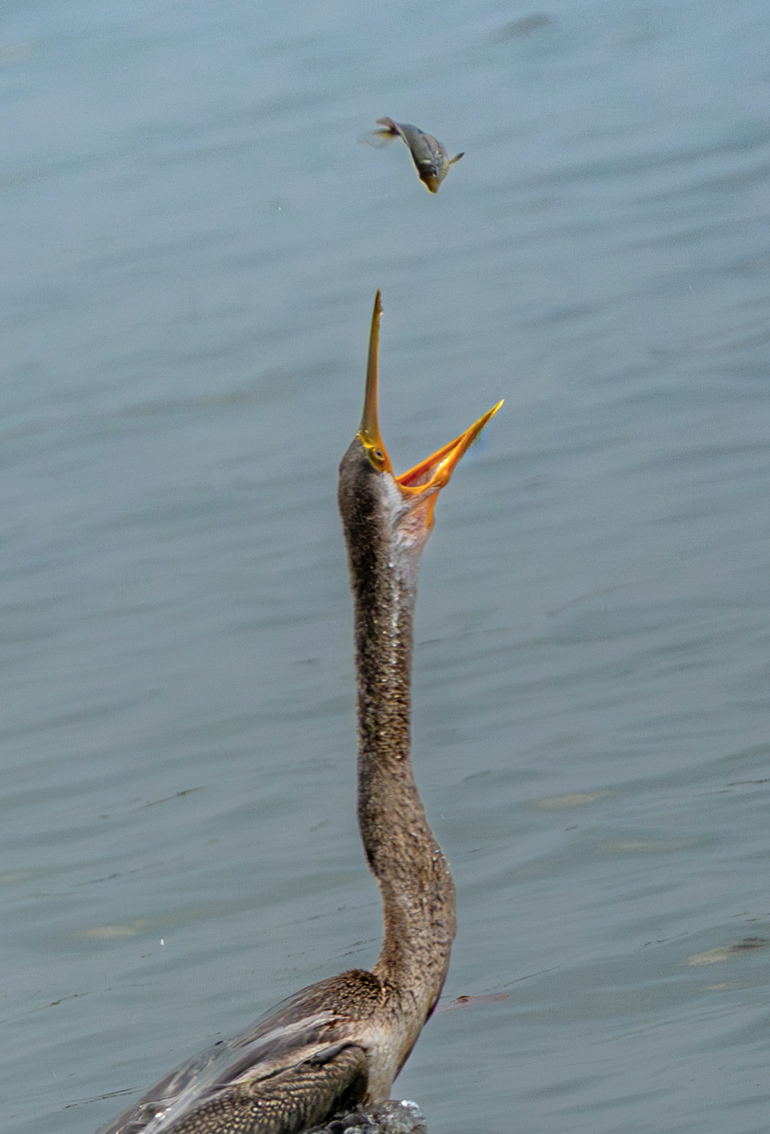Oriental Darter (Anhinga melanogaster), photo 9