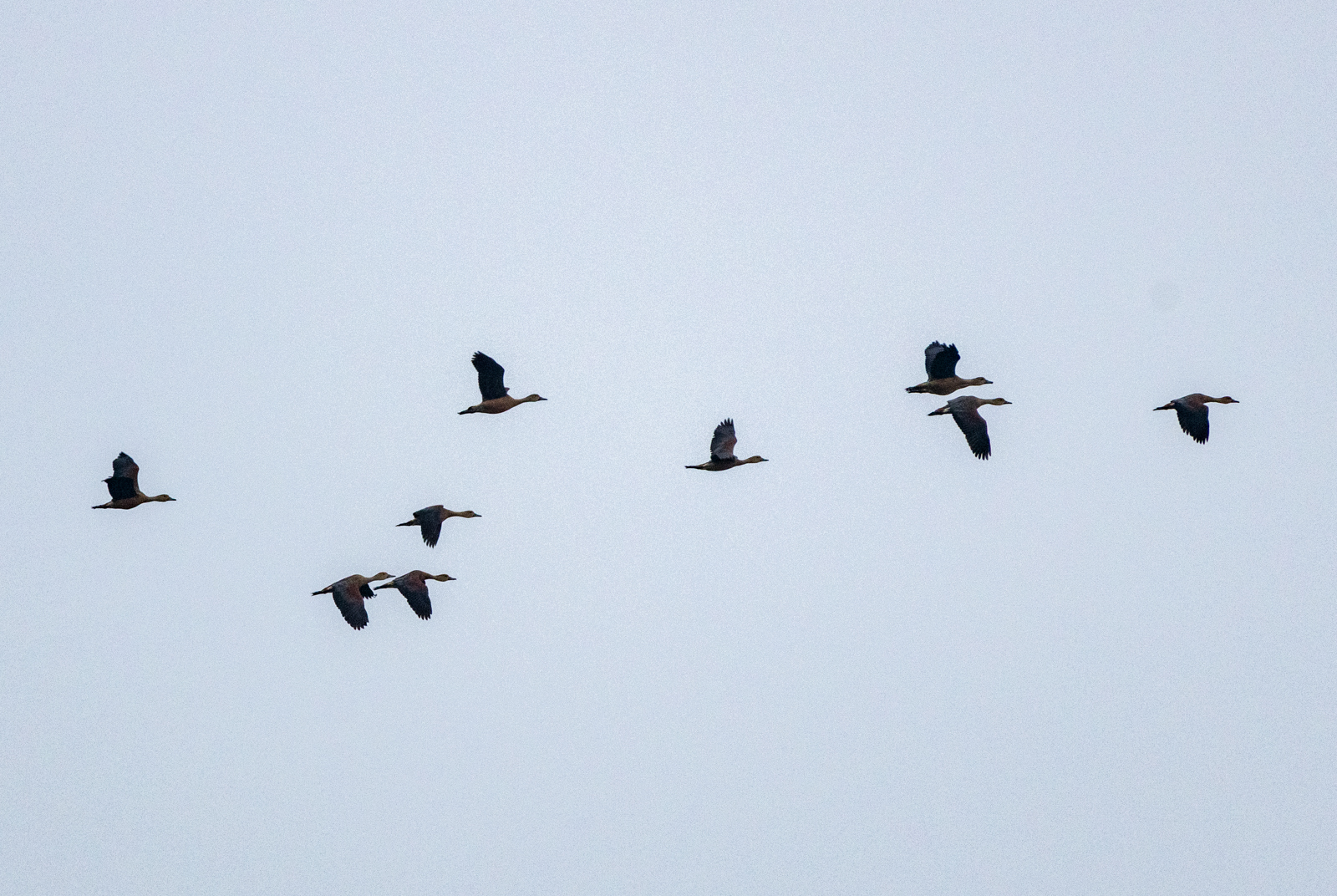 Lesser Whistling Duck (Dendrocygna javanica), photo 5