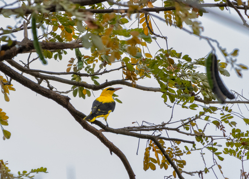 Indian Golden Oriole (Oriolus kundoo), photo 10