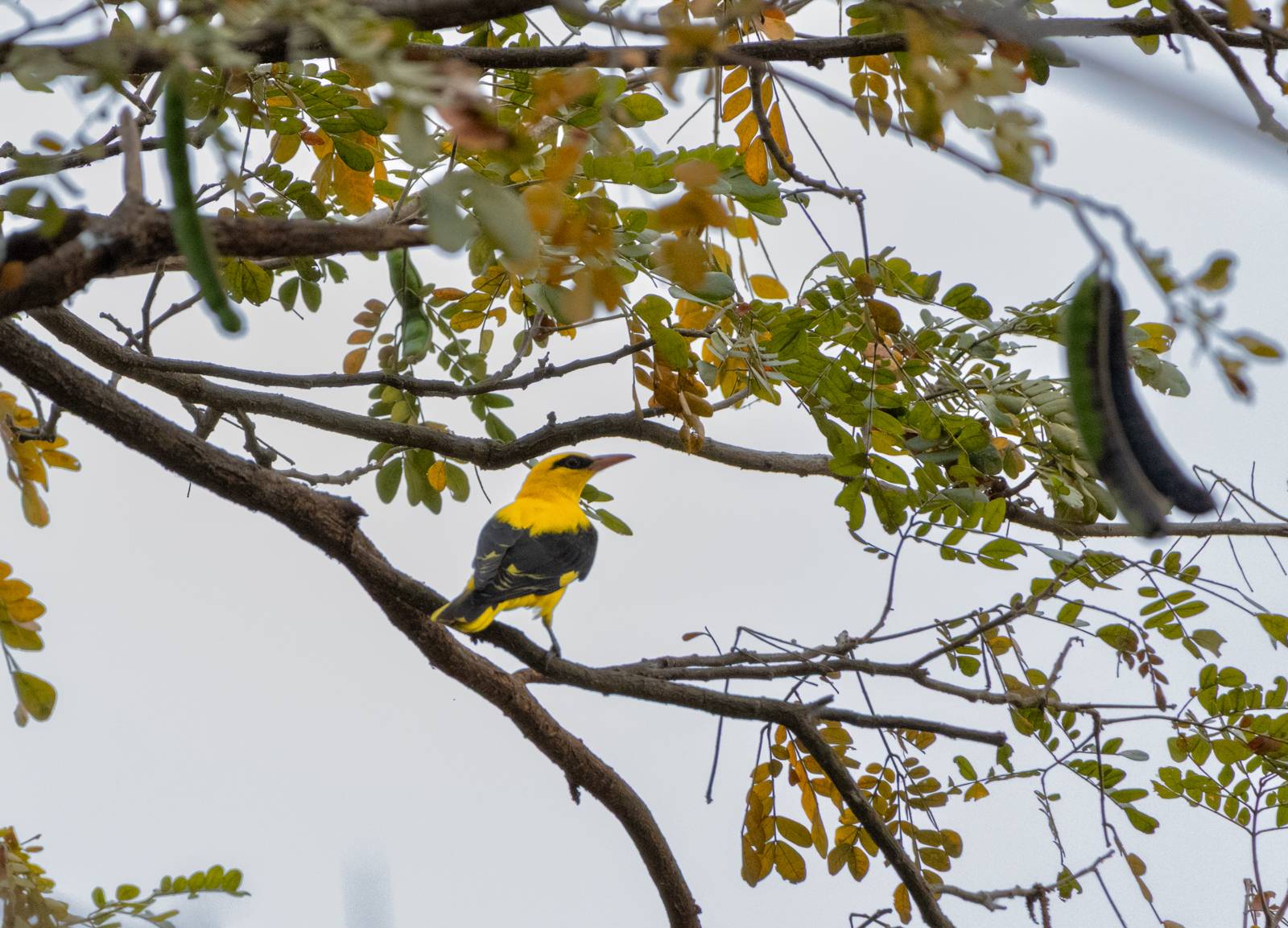 Indian Golden Oriole (Oriolus kundoo), photo 7