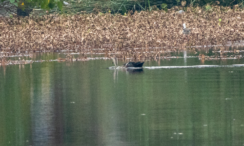 Indian Spot-billed Duck (Anas poecilorhyncha), photo 5