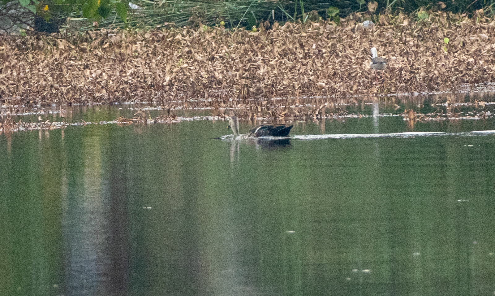 Indian Spot-billed Duck (Anas poecilorhyncha), photo 5
