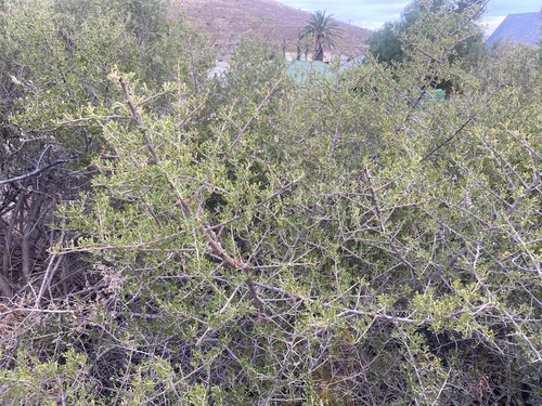 Karoo Kunirhus (Searsia burchellii)