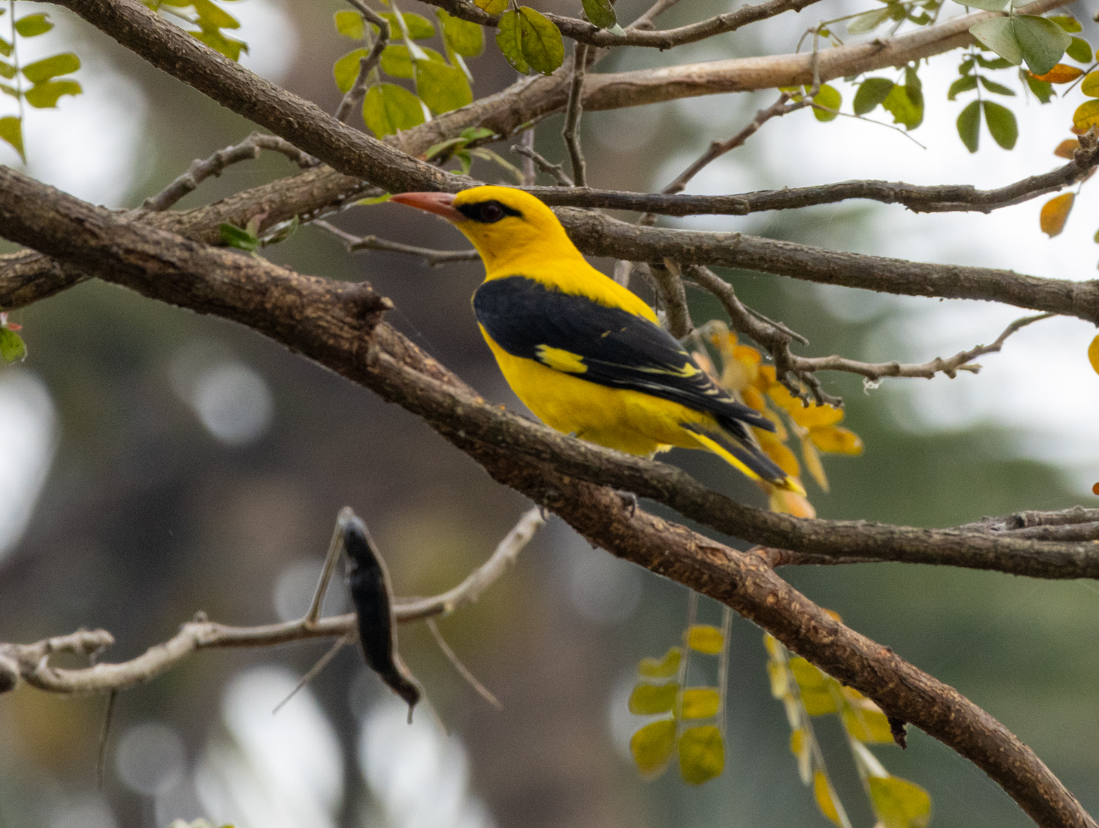 Indian Golden Oriole (Oriolus kundoo), photo 6