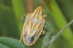 Aelia rostrata