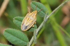 Aelia rostrata