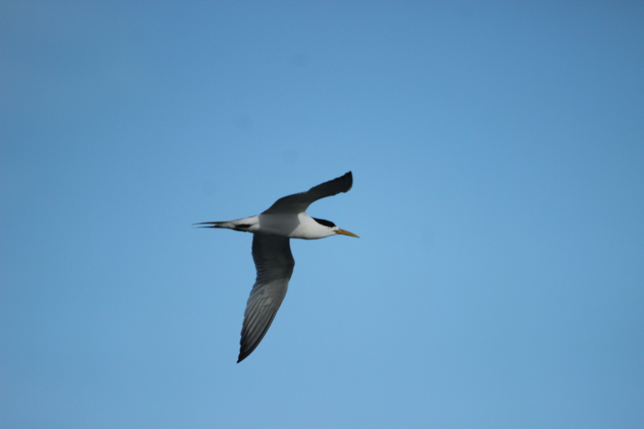 Greater Crested Tern (Thalasseus bergii), photo 10