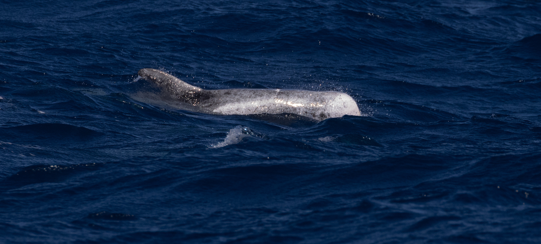 Grampus griseus