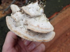 Trametes gibbosa