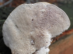 Trametes gibbosa