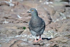 Columba livia domestica