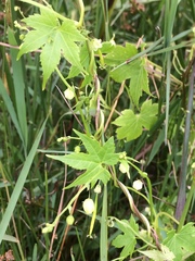 Ceratiosicyos laevis