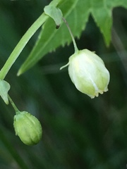 Ceratiosicyos laevis