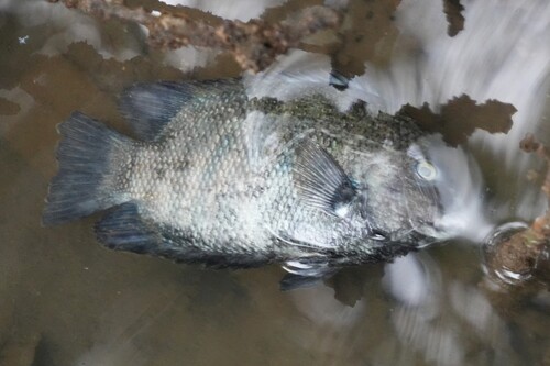 Banded etroplus (Etroplus suratensis) — Cichlidae — 5