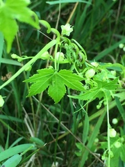 Ceratiosicyos laevis