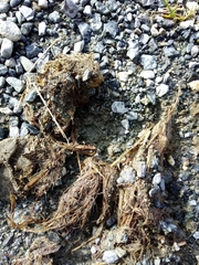 Canis lupus italicus