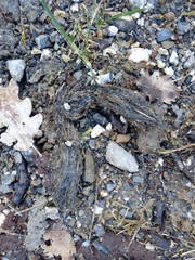 Canis lupus italicus