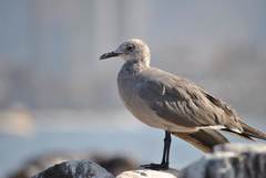 Leucophaeus modestus