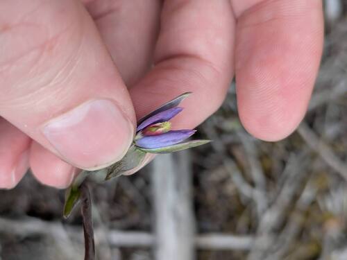 Robust Lobed Sun Orchid (Thelymitra formosa)