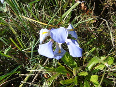 Iris unguicularis