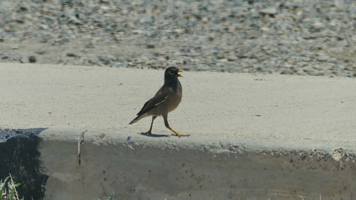 Common Myna