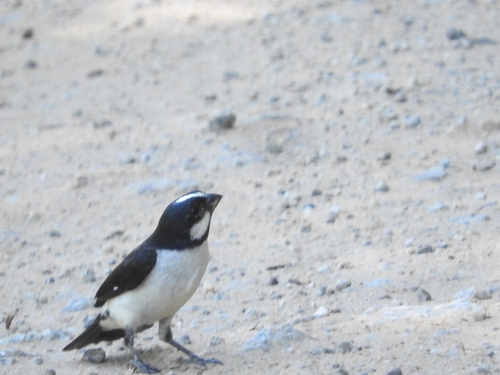 Lined Seedeater (Sporophila lineola), photo 10
