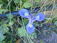Iris unguicularis