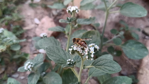 Common Drone Fly