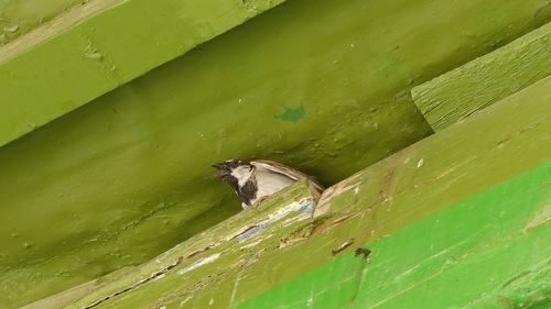 House Sparrow