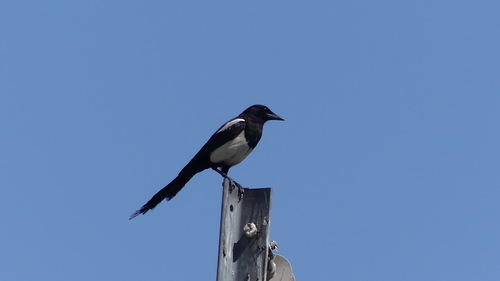 Eurasian Magpie