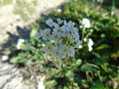 Capsella grandiflora