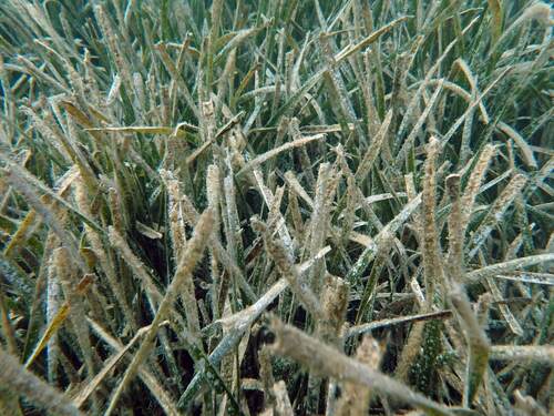 Posidonia oceanica (L.) Delile