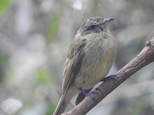 Rough-legged Tyrannulet (Acrochordopus burmeisteri), photo 4